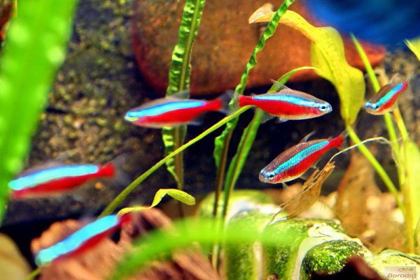 У меня всё,что связано с водой и её обитателями,c детства и по сей день является моим основным но не ... - 3