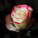 ���� ����, ������ - ��������� 13 ������ 2014 � ������ ���� ����������