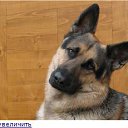  Wolf, , 55  -  13  2014    