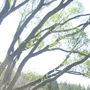 C������, 43 ����, �����