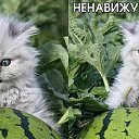 ���� �����, ������������ - ��������� 13 ������ 2014 � ������ ��������Ȼ