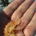 ����������� ��������-������� �� ������� �������� �� �������