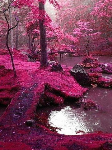   . Forest in Ireland.