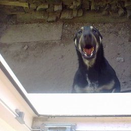 ���� Alex, �����, 50 ��� - ��������� 19 ���� 2014