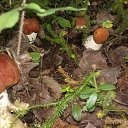 ���� �������, �����-��������, 53 ���� - ��������� 18 ���� 2014 � ������ ����� ������� � ����