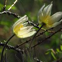  Blondincik, , 56  -  23  2014     