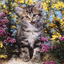 �������, ������