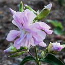 ���� �����, �����, 64 ���� - ��������� 21 ������� 2014 � ������ �"...�� ������ ������..."�