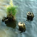 ���� ������, ���������, 85 ��� - ��������� 1 ��� 2014