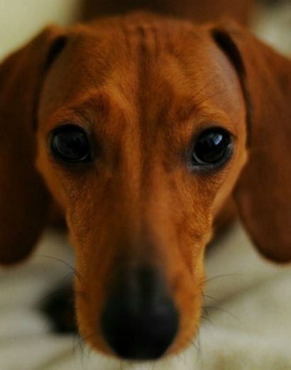 Подпишись на самый лучший паблик про собак .•°Dogs Forever°•. Только тут все самое интересное, ...