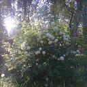 ������ - ��������� �� ������� ���� ����������