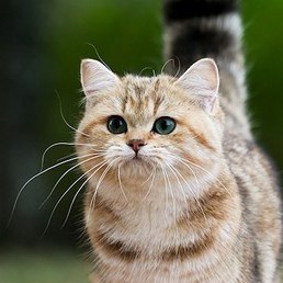 ����, �������, 32 ����