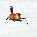 ���� ���������, ���������, 62 ���� - ��������� 19 ���� 2014 � ������ ������ ��������