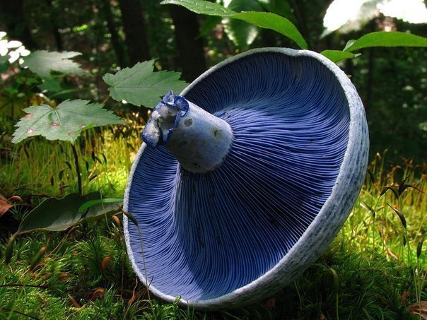    .1.   (Lactarius indigo).    ...