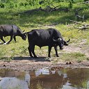 ��������. ������ - ����� ������� �������� �� ������� ���� ����������