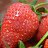 ���� Roma, ����, 30 ��� - ��������� 17 ���� 2014