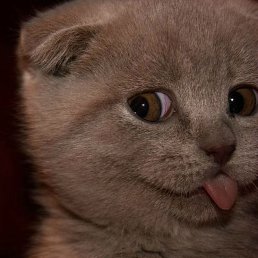 ���� �����, ���������, 43 ���� - ��������� 24 ���� 2014