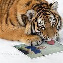 ���� ������, �����������, 53 ���� - ��������� 4 ������ 2014 � ������ ���� ����������