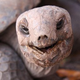 ����������, �����-���������, 55 ���