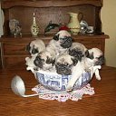 ���� Imp, ������� - ��������� 14 ���� 2014 � ������ �mops�