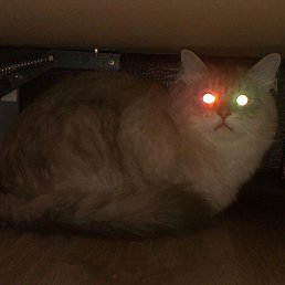 ���� ������, ������, 41 ��� - ��������� 21 ���� 2014