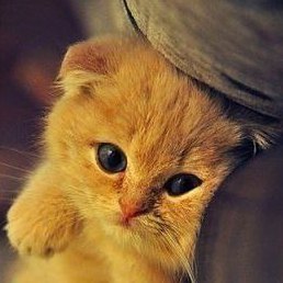 �����, �������, 22 ����