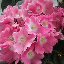 ���� ���������, �������� - ��������� 8 ������ 2014 � ������ ���� ����������