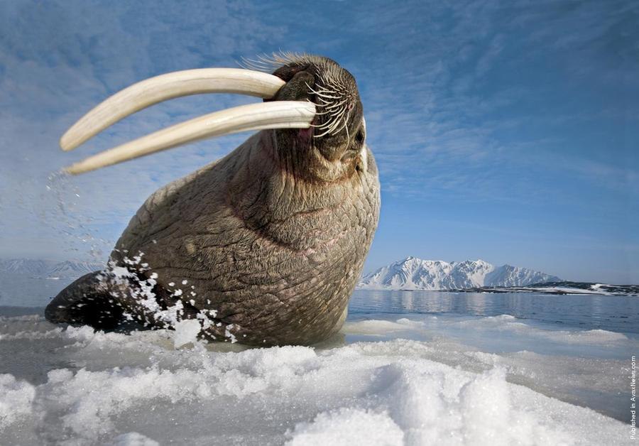     .  (Paul Nicklen)    National Geographic  ... - 19