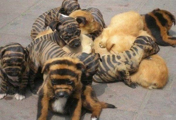 Походу Папа был шмелем =)).Подписывайтесь и живите с УЛЫБКОЙ! =))) fotostrana.ru/public/233738