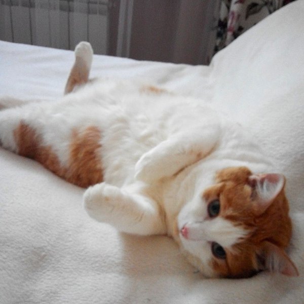 Мой любимый кот!).Ему уже 10 лет. Нашла на улице в мороз, кто-то выбросил завернутого в тряпку. ...
