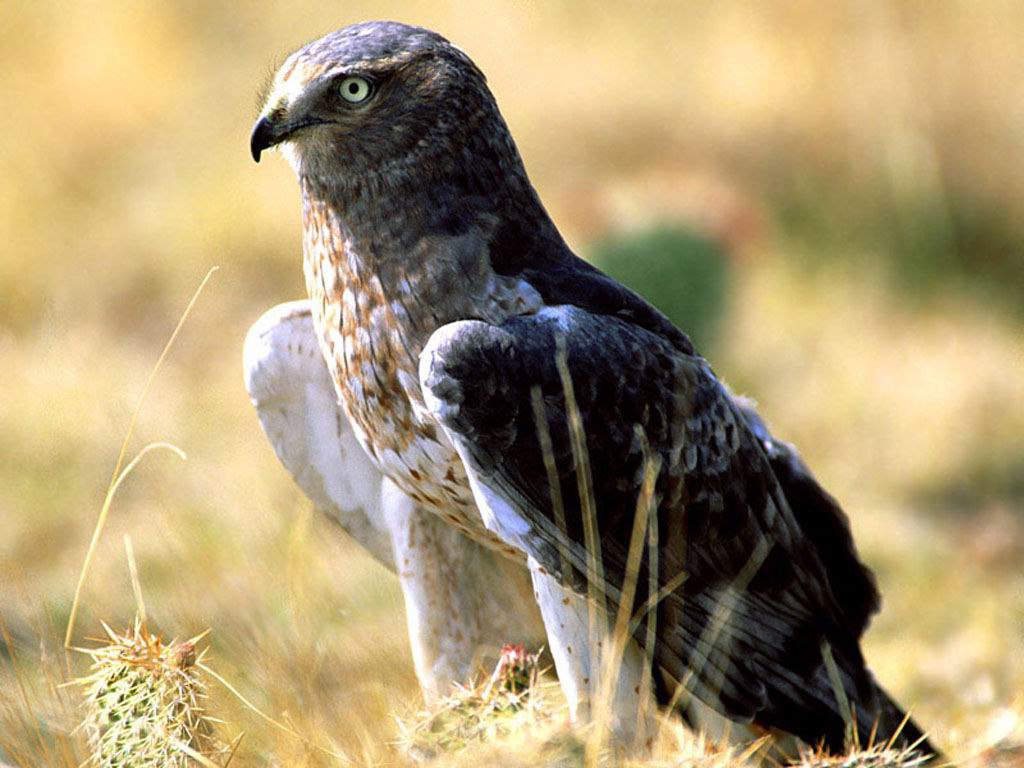 Favorite animals. - 18 ���� 2014 � 11:54