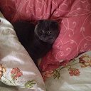 ���� �����, �������������, 42 ���� - ��������� 21 ������� 2014 � ������ ���� ����������