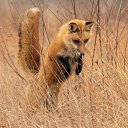 ���� Lis Fox Anatoli, �����, 65 ��� - ��������� 26 ���� 2014 � ������ ������ ��������