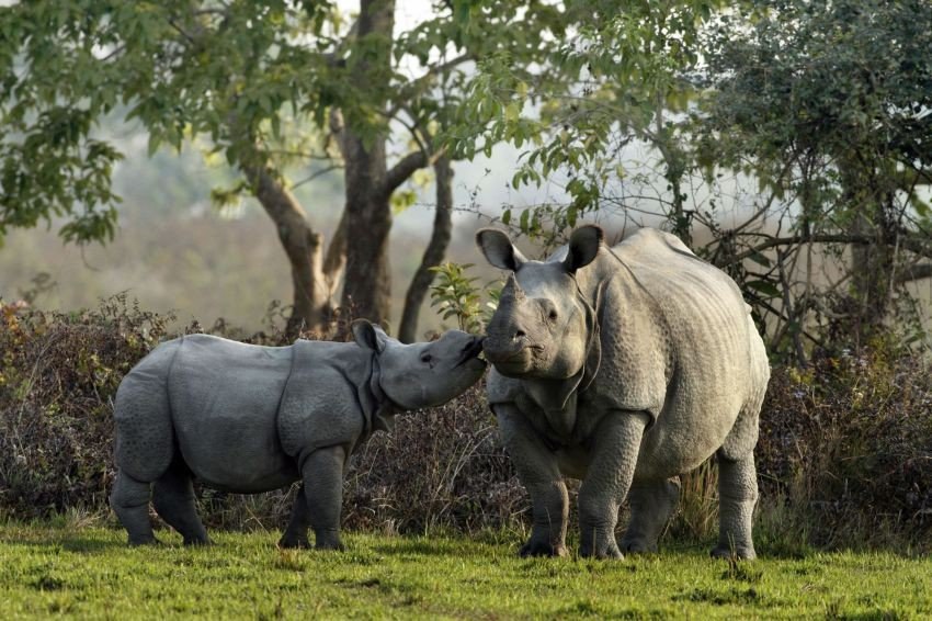     . #animal@travel.blog - 4