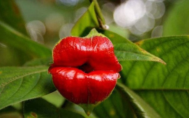 Официальное название этого растения — psychotria elata или психотрия возвышенная. Но у местных ...