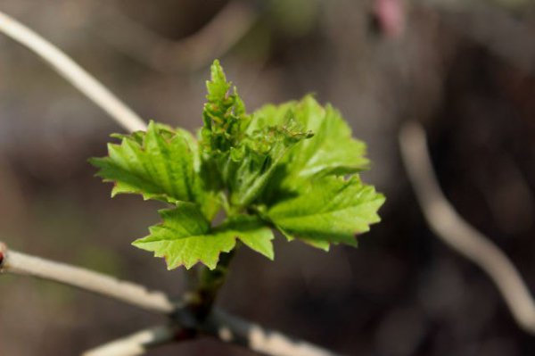 ������ �1(�������, ����, ��������, �����, �����, ��������,�����...) - 2