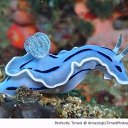  Belkacem, , 60  -  14  2014