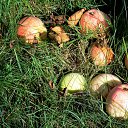 ������ 2014 �� ������� �"...�� ������ ������..."�