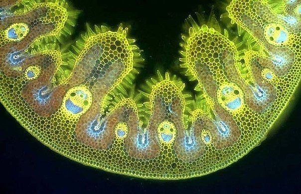      marram grass  . ,   ,     ...