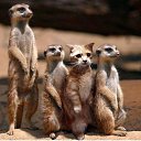  Dhekson07,   -  16  2014    