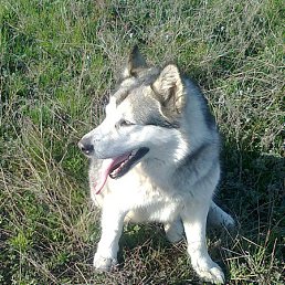 ����, ��������, 59 ���