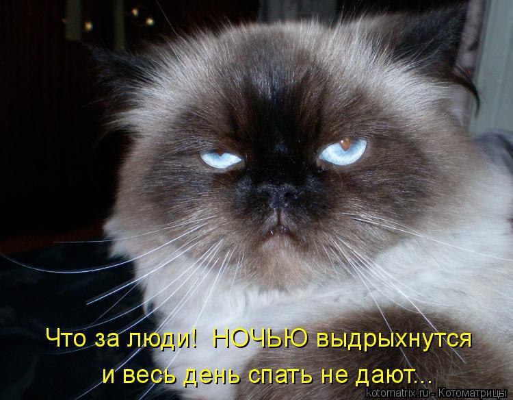 Наши любимцы :3 - 8 августа 2014 в 16:44