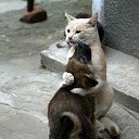���� Inga, ����������� - ��������� 29 ������ 2014 � ������ ������ ��������