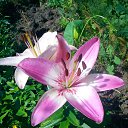 ���� ����, ��������, 54 ���� - ��������� 7 ������ 2014 � ������ �1�