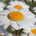 ���� ������, ����� - ��������� 25 ��� 2014 � ������ �������