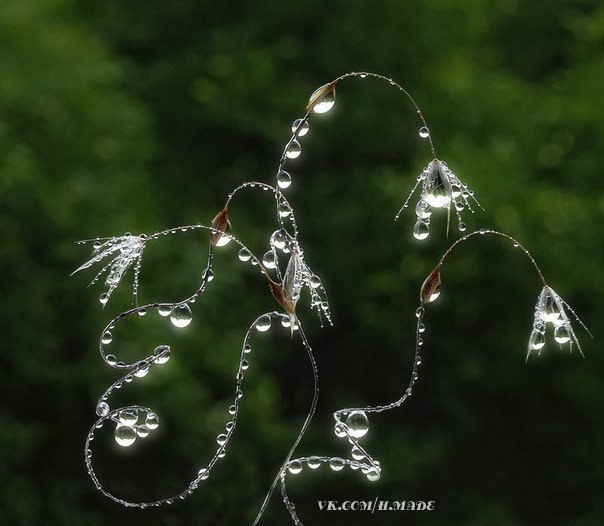 Прекрасное творение природы