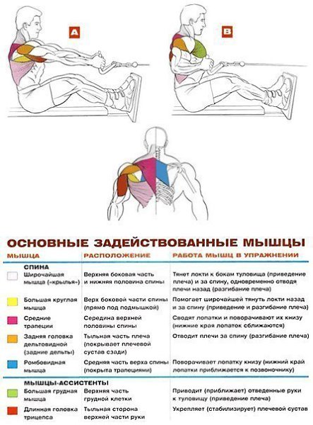 УПРАЖНЕНИЯ НА РАЗВИТИЕ МЫШЦ СПИНЫ: 1.Становая тяга 2.Тяга штанги в наклоне 3.Тяга штанги в наклоне ... - 4