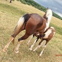 .... �� ������� ���������ʻ