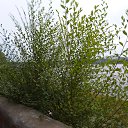 ���� �����, ������� - ��������� 17 ������� 2014 � ������ �14.08.2014�.�