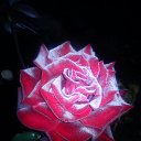 ��� ���-�� ��̨���� �� ������� ���� ����������
